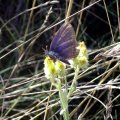 vermutlich Hauhechel-Bläuling (Polyommatus icarus)