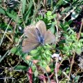 vermutlich Hauhechel-Bläuling (Polyommatus icarus)