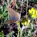 vermutlich Hauhechel-Bläuling (Polyommatus icarus)