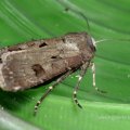 Ausrufungszeichen (Agrotis exclamationis), auch Gemeine Graseule, Braungraue Gras-Eule oder Braungraue Gras-Erdeule