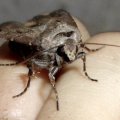 Ausrufungszeichen (Agrotis exclamationis), auch Gemeine Graseule, Braungraue Gras-Eule oder Braungraue Gras-Erdeule