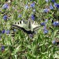 Schwalbenschwanz (Papilio machaon) 

 Auf Ackerflächen wird er nur vereinzelt gefunden, in Gärten vor allem wenn dort Möhren, Dill und Fenchel angebaut werden. Rote Liste Deutschland: V 
(Vorwarnliste)

Der Schwalbenschwanz ist in Deutschland geschützt !