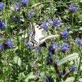 Schwalbenschwanz (Papilio machaon)