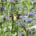 Schwalbenschwanz (Papilio machaon)