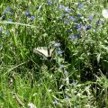 Schwalbenschwanz (Papilio machaon)