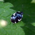 Gefleckte Schwarznesselwanze (Tritomegas sexmaculatus) auf Taubnessel