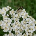 Gemeine Feldschwebfliege (Eupeodes corollae) auf Gemeiner Schafgarbe (Achillea millefolium)