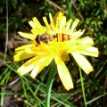 Hainschwebfliege (Episyrphus balteatus), auch Winterschwebfliege 

Insekt des Jahres 2004 :D