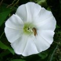 Hainschwebfliege (Episyrphus balteatus), auch Winterschwebfliege 

Insekt des Jahres 2004 :D