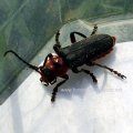 Soldatenkäfer (Cantharis rustica),  

In Deutschland "Franzosenkäfer", in Frankreich "Preußenkäfer", im Englischen "mating soldier beetles" oder "leatherwing" genannt.

Die Larven findet man im Winter unter Steinen und in der Erde, bei milder Witterung auf dem Schnee. Daher der Name "Schneewürmer". Sie leben räuberisch von Insekten, Schnecken und Würmern. Die Beute wird gebissen und durch ein injiziertes Gift getötet.