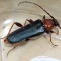 Soldatenkäfer (Cantharis rustica)