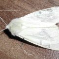 Gelber Fleckleibbär oder Gelbe Tigermotte (Spilosoma lutea)