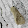 Gelber Fleckleibbär oder Gelbe Tigermotte (Spilosoma lutea)