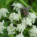 Wadenstecher, Wadenbeißer bzw. die Gemeine Stechfliege, Brennfliege oder Stallfliege (Stomoxys calcitrans)