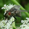 Wadenstecher, Wadenbeißer bzw. die Gemeine Stechfliege, Brennfliege oder Stallfliege (Stomoxys calcitrans)