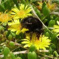 Steinhummel (Bombus lapidarius), Insekt des Jahres, 2005 :D

Hummeln sind in Deutschland durch das Bundesnaturschutzgesetz geschützt