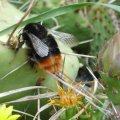 weibliche Steinhummel (Bombus lapidarius) zwischen winterharten Freilandkakteen, Insekt des Jahres, 2005 :D