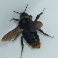 männl. Steinhummel (Bombus lapidarius), Insekt des Jahres, 2005 :D