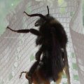 männl. Steinhummel (Bombus lapidarius), Insekt des Jahres, 2005 :D