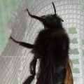 männl. Steinhummel (Bombus lapidarius), Insekt des Jahres, 2005 :D