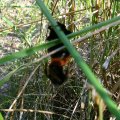 Steinhummel (Bombus lapidarius), Paarung

Insekt des Jahres 2005 :D