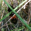 Steinhummel (Bombus lapidarius), Paarung

Insekt des Jahres 2005 :D