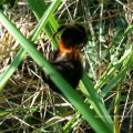 Steinhummel (Bombus lapidarius), Paarung

Insekt des Jahres 2005 :D