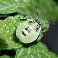 Larve einer Grünen Stinkwanze, auch Gemeine Stinkwanze, oder Gemeiner Grünling (Palomena prasina)