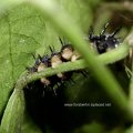 Raupe des Tagpfauenauges (Inachis io; Syn.: Nymphalis io) 

Schmetterling des Jahres 2009 :D