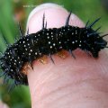 Raupe des Tagpfauenauges (Inachis io; Syn.: Nymphalis io) 

Schmetterling des Jahres 2009 :D