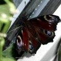 Tagpfauenauge (Inachis io; Syn.: Nymphalis io),  Schmetterling des Jahres 2009 :D