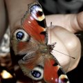 Tagpfauenauge (Inachis io; Syn.: Nymphalis io), Schmetterling des Jahres 2009 :D