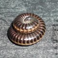 Tausendfüßer (Myriapoda), auch Tausendfüßler, eingerollt