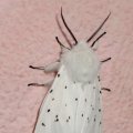 Breitflügeliger Fleckleibbär oder Weiße Tigermotte (Spilosoma lubricipeda) ist ein Schmetterling (Nachtfalter) aus der Unterfamilie der Bärenspinner (Arctiinae). Ältere wissenschaftliche Namen sind Spilarctica lubricipeda und Spilosoma menthastri. Die Falter sind für Tiere giftig.