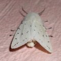 Breitflügeliger Fleckleibbär oder Weiße Tigermotte (Spilosoma lubricipeda) ist ein Schmetterling (Nachtfalter) aus der Unterfamilie der Bärenspinner (Arctiinae). Ältere wissenschaftliche Namen sind Spilarctica lubricipeda und Spilosoma menthastri. Die Falter sind für Tiere giftig.