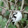 Breitflügeliger Fleckleibbär oder Weiße Tigermotte (Spilosoma lubricipeda) ist ein Schmetterling (Nachtfalter) aus der Unterfamilie der Bärenspinner (Arctiinae). Ältere wissenschaftliche Namen sind Spilarctica lubricipeda und Spilosoma menthastri. Die Falter sind für Tiere giftig.