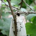 Breitflügeliger Fleckleibbär oder Weiße Tigermotte (Spilosoma lubricipeda) ist ein Schmetterling (Nachtfalter) aus der Unterfamilie der Bärenspinner (Arctiinae). Ältere wissenschaftliche Namen sind Spilarctica lubricipeda und Spilosoma menthastri. Die Falter sind für Tiere giftig.