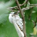 Breitflügeliger Fleckleibbär oder Weiße Tigermotte (Spilosoma lubricipeda) ist ein Schmetterling (Nachtfalter) aus der Unterfamilie der Bärenspinner (Arctiinae). Ältere wissenschaftliche Namen sind Spilarctica lubricipeda und Spilosoma menthastri. Die Falter sind für Tiere giftig.