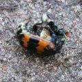 Gemeiner Totengräber (Nicrophorus vespillo), Familie Aaskäfer (Silphidae)

mit wespenartig summendem Geräusch an einem toten Maulwurf entdeckt