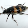 Gemeiner Totengräber (Nicrophorus vespillo), Familie Aaskäfer (Silphidae)

leider fünfbeinig