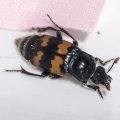 Gemeiner Totengräber (Nicrophorus vespillo)

leider fünfbeinig