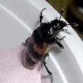 Gemeiner Totengräber (Nicrophorus vespillo)

leider fünfbeinig