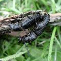 Waldbock (Spondylis buprestoides), Kopulation