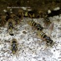 Sächsische Wespe (Dolichovespula saxonica)