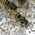 Sächsische Wespe (Dolichovespula saxonica)