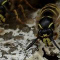 Sächsische Wespe (Dolichovespula saxonica)