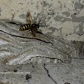 Nest der Sächsischen Wespe (Dolichovespula saxonica)