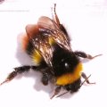 Wiesenhummel (Bombus pratorum)