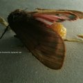 Zimtbär oder Rostflügelbär (Phragmatobia fuliginosa). Weiblicher Falter mit Eipaket, Totfund im Mai.