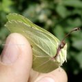 Zitronenfalter (Gonepteryx rhamni)